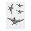 4 x 'Pigeon with Attitude' Temporary Tattoos - Water Resistant,