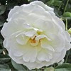 Heirloom Roses Climbing Rose Plant - CL Iceberg White Rose