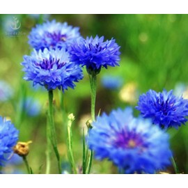 Dwarf Blue Cornflower (Bachelor's Buttons, Dwarf Blue Jubilee Gem) Seeds - Centaurea cyanus, Pack of 1000 Seeds by Seeds2Go