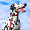 EXCELLENT ELITE SPANKER Nylon Dog Collar, Adjustable Reflective Dog Collar,