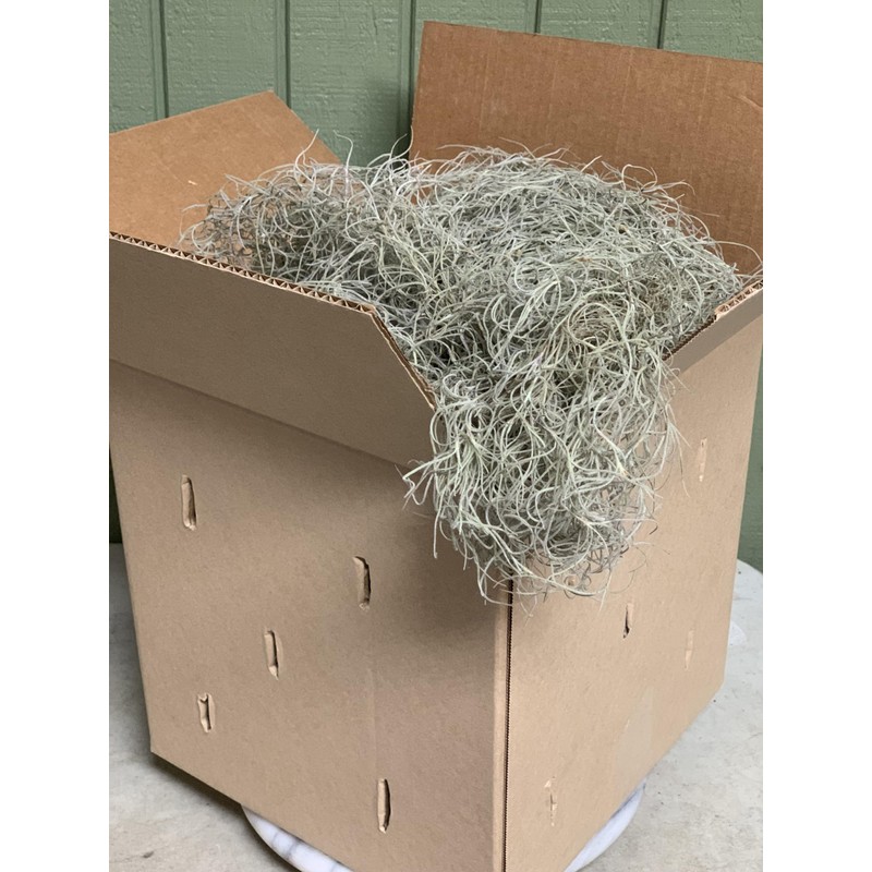Live Spanish Moss, Live French Moss in 1-2 Gallon Box