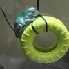 JSLZF Tree Frog Habitat with Terrarium Decor, Frog Climbing Swing