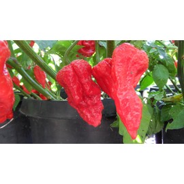 King Naga Hot Pepper 10+ Seeds