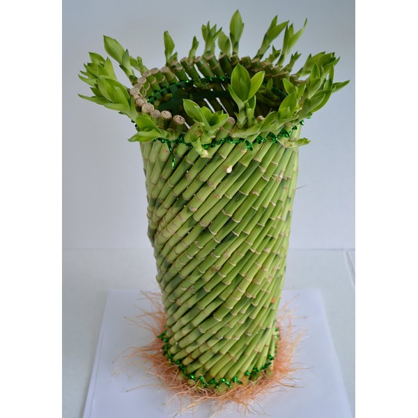 Jumbo Lucky Bamboo Twisted Design 8'' Tall and 3.5'' in Width from JM Bamboo
