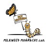 Milkweed Monarchy 2 oz (6k+) Common Milkweed Seeds (Asclepias syriaca),
