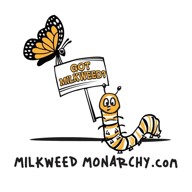 Milkweed Monarchy 2 oz (6k+) Common Milkweed Seeds (Asclepias syriaca),