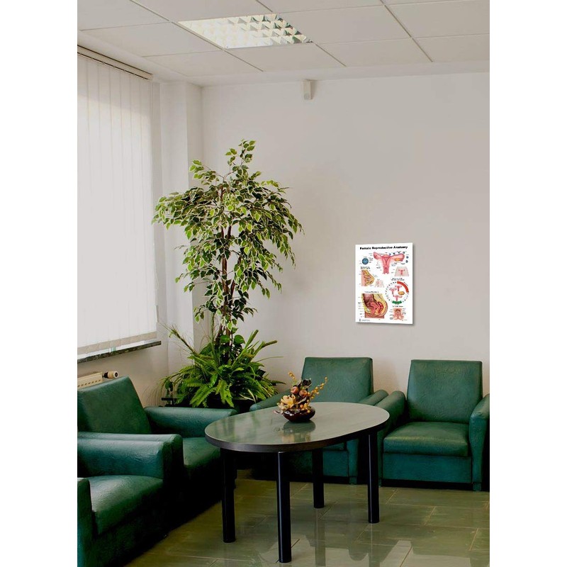Blue Tree Publishing Female Reproductive Anatomy Poster