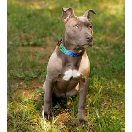 Country Brook Design - 1 Inch Groovy Ganja Polyester Webbing, 10 Yards