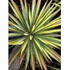 Yucca filamentosa 'Color Guard' (Yucca) Shrub, #2 - Size Container