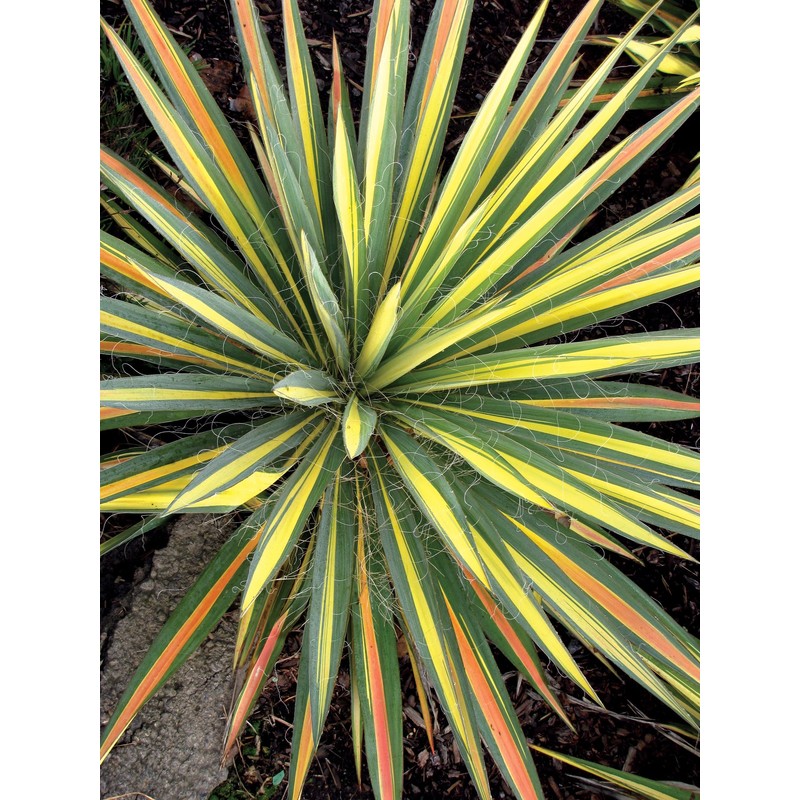 Yucca filamentosa 'Color Guard' (Yucca) Shrub, #2 - Size Container