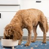 Waggo Uplift Ceramic Dog Bowl for Small Medium and Large