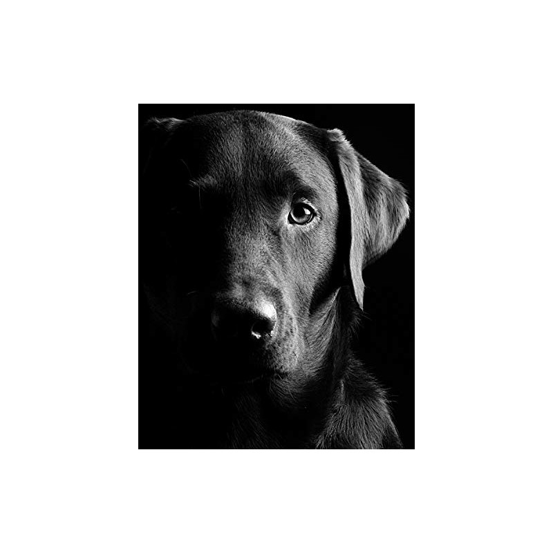 CVPuzzles Black Lab Retriever Portrait 504 Piece Jigsaw Puzzle 16"