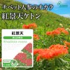 【リプサ公式】 紅景天 約1か月分×3袋 C-144-3