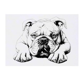 'Bulldog Laying Down Front View' Temporary Tattoo - Water Resistant, Skin-Safe, Non-Toxic Transfer (TO00082697)