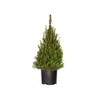 Plants by Mail 3 Gallon - Dwarf Alberta Spruce, Green