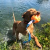 Chew King Fetch Balls Durable Natural Floating Dog Toy, Float