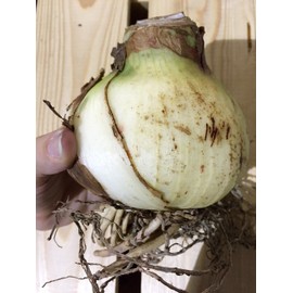 Amaryllis Picotee Healthy Bulb 28-30cm! Great Holiday Gift! Easy Grow Bulbs!