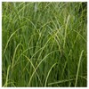 Everwilde Farms - 400 Cord Grass Native Grass Seeds -