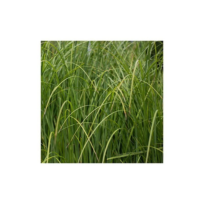 Everwilde Farms - 400 Cord Grass Native Grass Seeds -