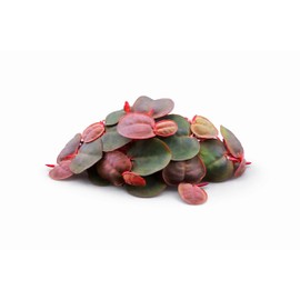 80+ Leaves Red Root Floaters Live Aquarium Plant/Floating/Easy to Grow/for Fresh Water/Aquascaping Nano Tank (Phyllanthus Fluitans)