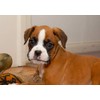 Boxer Greeting Card - Landscape