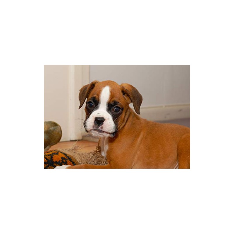 Boxer Greeting Card - Landscape