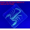 2.9" Real Black Scorpion in Square Crystal Clear Lucite Resin