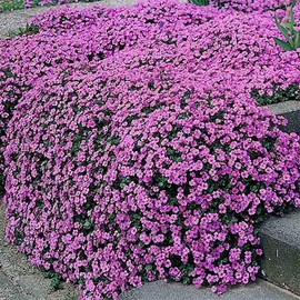 UtopiaSeeds Sweet Alyssum Royal Carpet Seeds - Perennial Ground Cover - Dwarf 4-6 Inches Tall