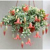 Live Cotyledon Pendens Plant - Trailing Succulent - Cliff Cotyledon