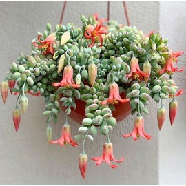 Live Cotyledon Pendens Plant - Trailing Succulent - Cliff Cotyledon -  2 Inch Pot