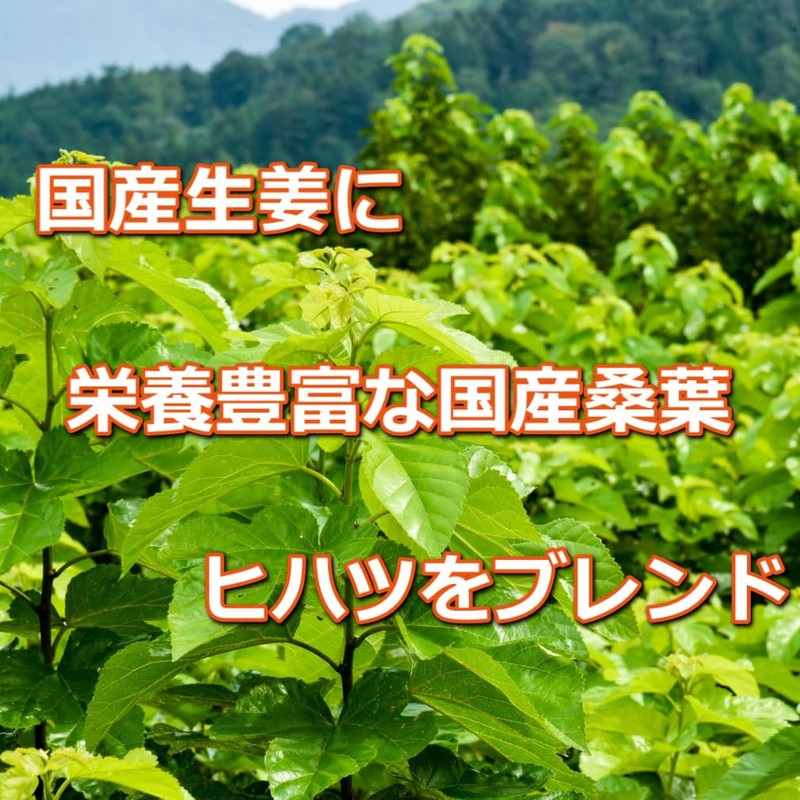 Kibote Warm Ginger Tea Hihatsu Mulberry Leaf Blend Ginger Tea