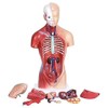 Human Torso Body Model Anatomy Anatomical Medical Internal Organs for