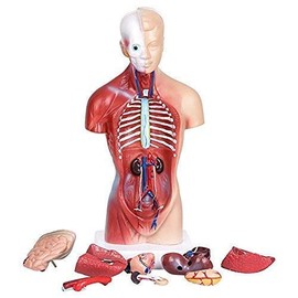 Human Torso Body Model Anatomy Anatomical Medical Internal Organs for Teaching Detachable Educational Medical Science Model New