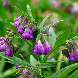100 Symphytum Officinale Comfrey Seeds - Perennial Symphytum Officinale Comfrey Herb Non-GMO Heirloom Garden Seeds