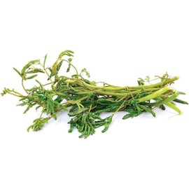 250 Water Mimosa Seeds for Planting- Hat Rau Rut - AKA. Sensitive Plant, Neptunia Oleracea, Perennials, Edible Plants