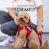 EzyDog FORMFIT Dog Harness for Small Sized Dog - All