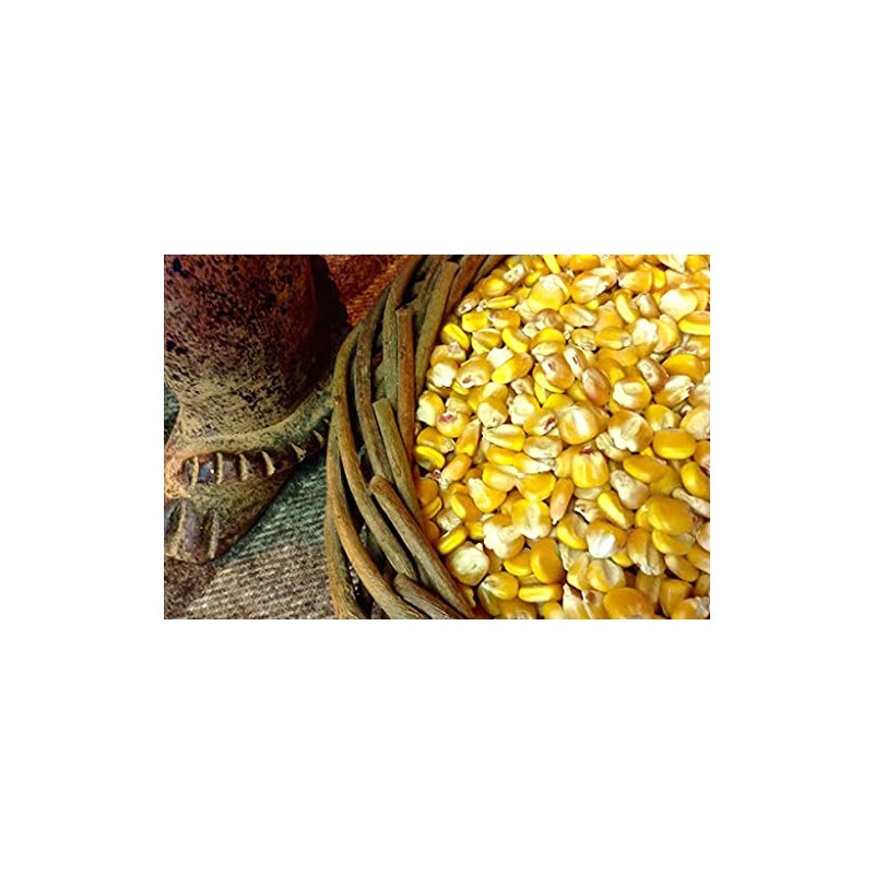 Gonsalves YELLOW SAMP Milho Para Cachupa (Dried Yellow HOMINY CORN)