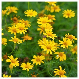 Everwilde Farms - 1 Oz Dahlberg Daisy Native Wildflower Seeds - Gold Vault