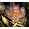 Protea Serruria florida seeds (Blushing Bride) RARE high quality source