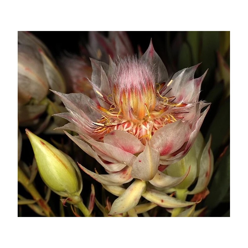 Protea Serruria florida seeds (Blushing Bride) RARE high quality source