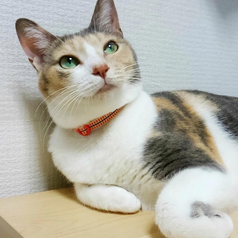 Cat Warrior Collar (Uses Sanada Cord) (Checkered/Green x Purple)