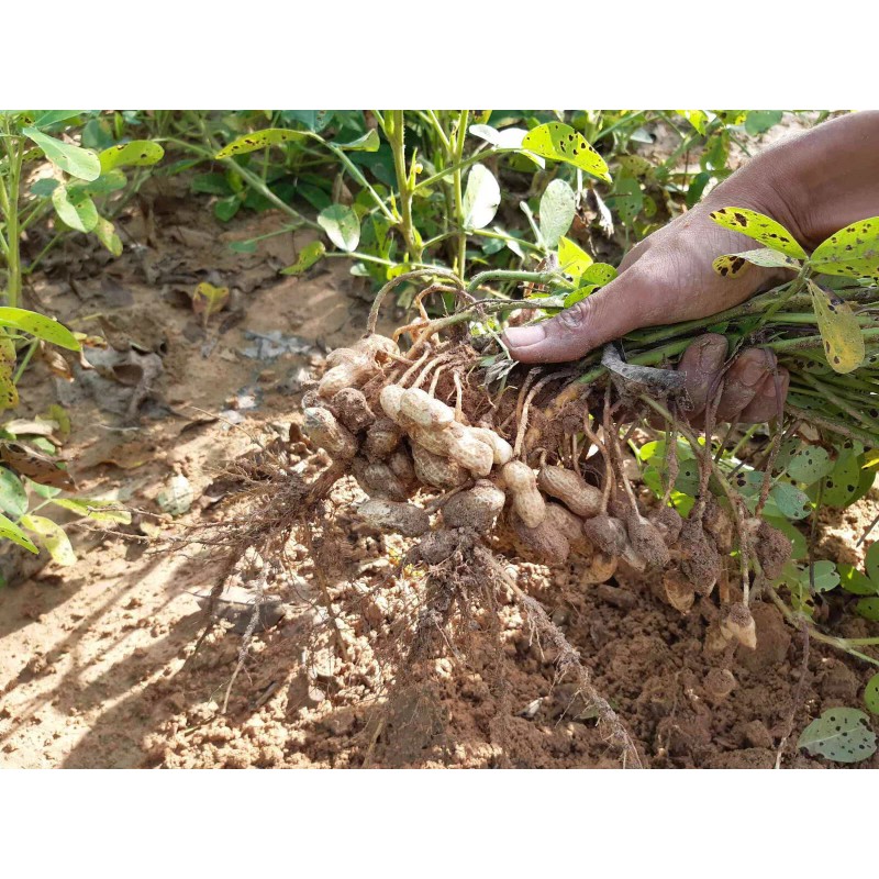 TomorrowSeeds Jumbo Bailey Virginia Peanut Seeds | For 2025 Planting