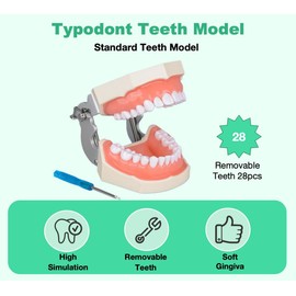 Dental Typodont Teeth Model With Removable Teeth 28pcs Screw-in Teeth Model with Screwdriver Suitable Teaching Dental Students