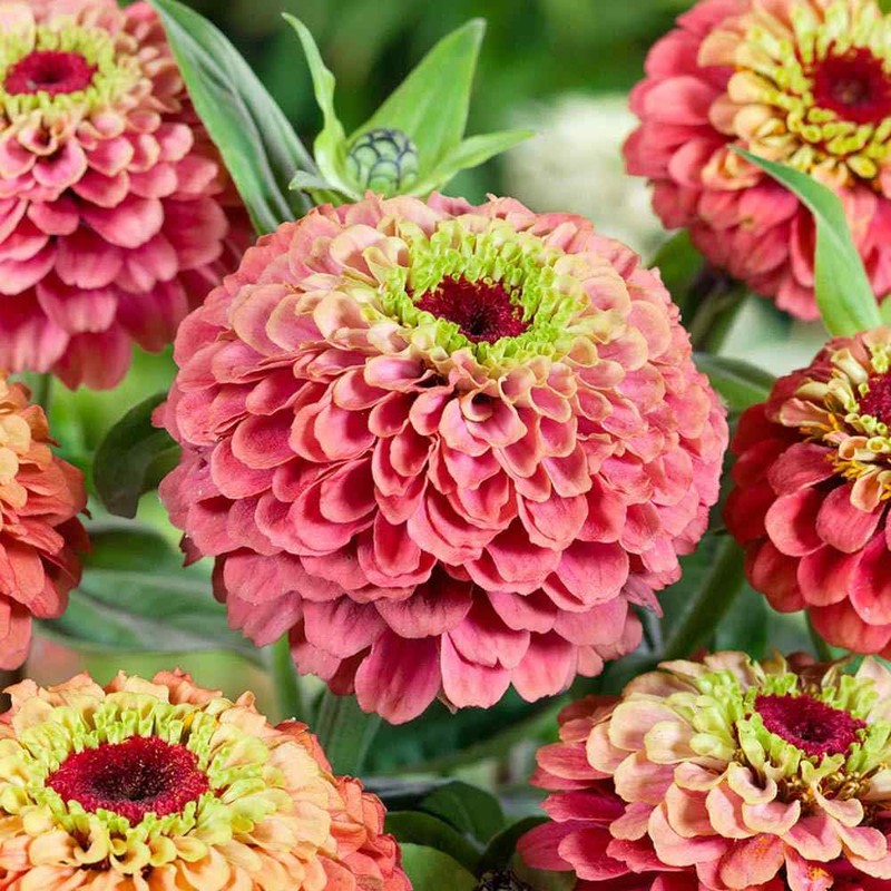 Outsidepride 25 Seeds Annual Zinnia Elegans Queeny Lime Red Flowers