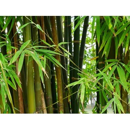 Giant Timber Bamboo Seeds for Planting Exotic and Fast Growing Indoor or Outdoor (Giant Bamboo) -100+ Seeds