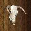 Qonutoci European Mount Skull Hanger - 8 Pack 4.1"x1.4" Deer