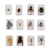 12 Pcs Real Bug Specimens Transparent Resin Science Education Classroom