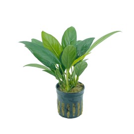 Anubias Congensis Live Aquarium Plants Potted for Freshwater Aquatic Plant BUY2GET1FREE