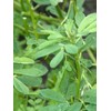 Fenugreek (Trigonella foenum-graecum) Organic – Approx. 100 Seeds