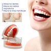 Retenedor De Dientes Para Corrección De Sonrisa. Dispositivo de Ortodoncia